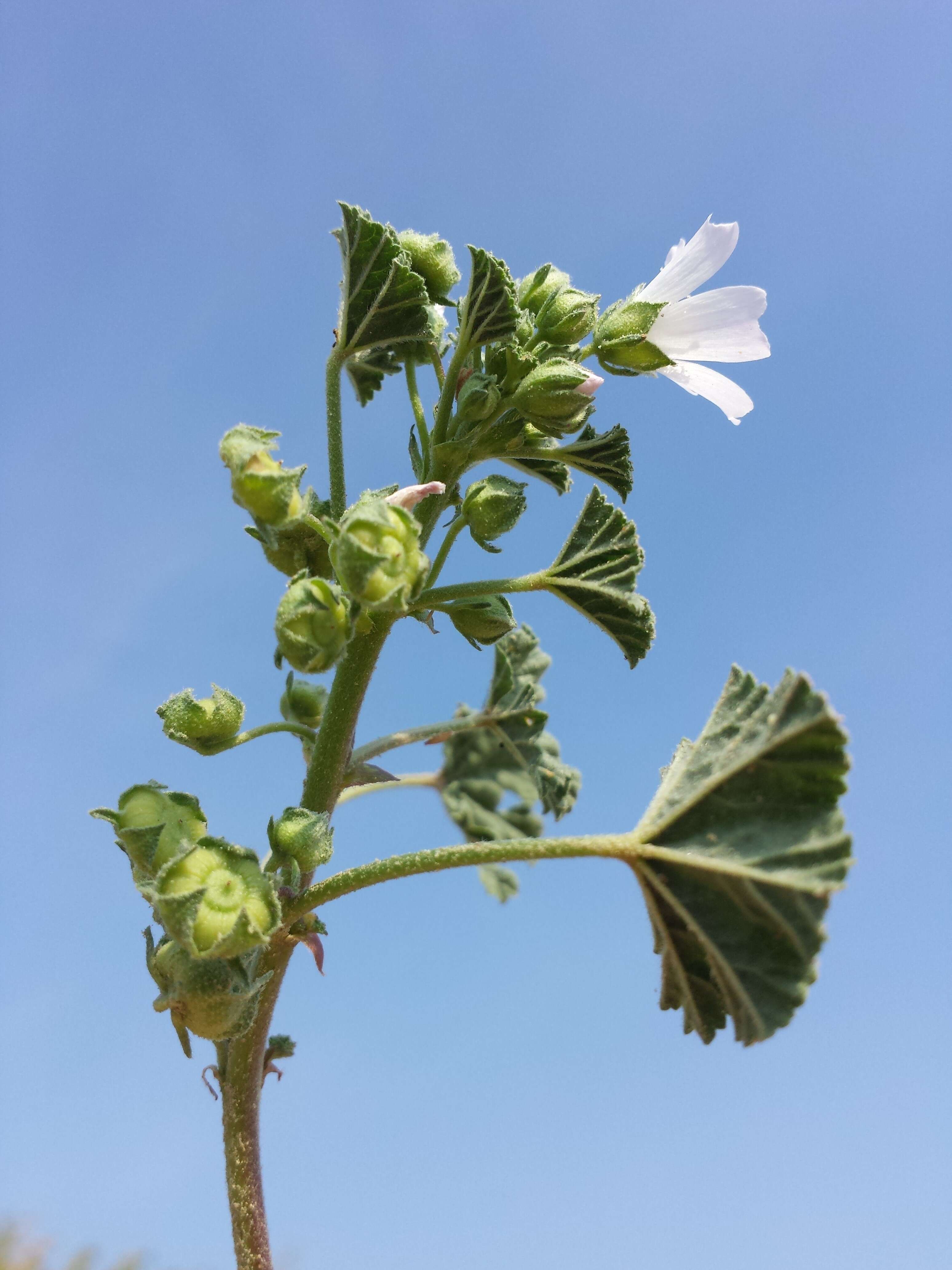 Image of common mallow