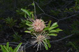 Image of Grevillea gillivrayi Hook.