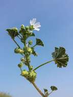 Image of common mallow