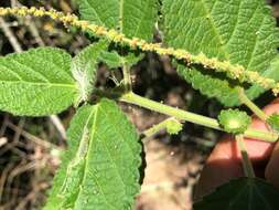 Image of Acalypha nemorum F. Muell. ex Müll. Arg.