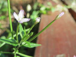 Imagem de Epilobium tetragonum L.