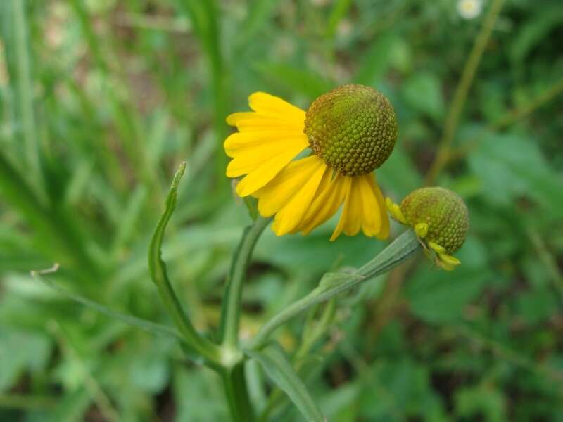 Helenium mexicanum Kunth resmi