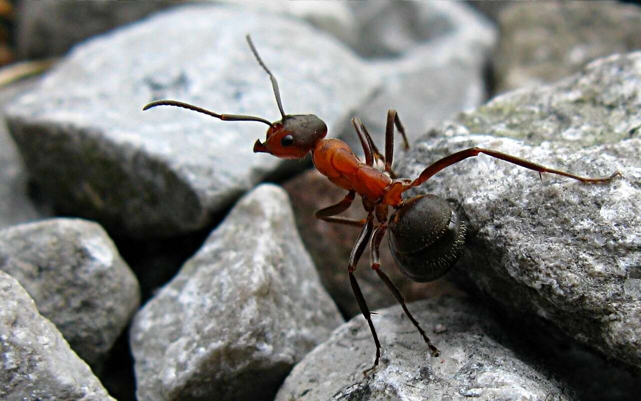 Слика од Formica rufa Linnaeus 1761