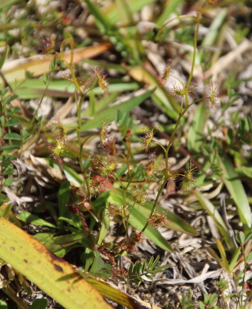 Image of Drosera peltata subsp. auriculata (Backh. ex Planch.) Conn