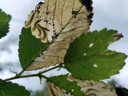 Image of Elm leafminer