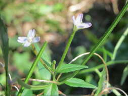 Imagem de Epilobium tetragonum L.