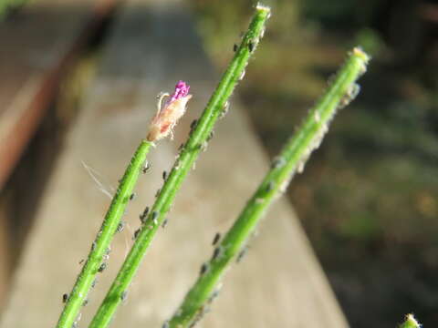 Imagem de Epilobium tetragonum L.