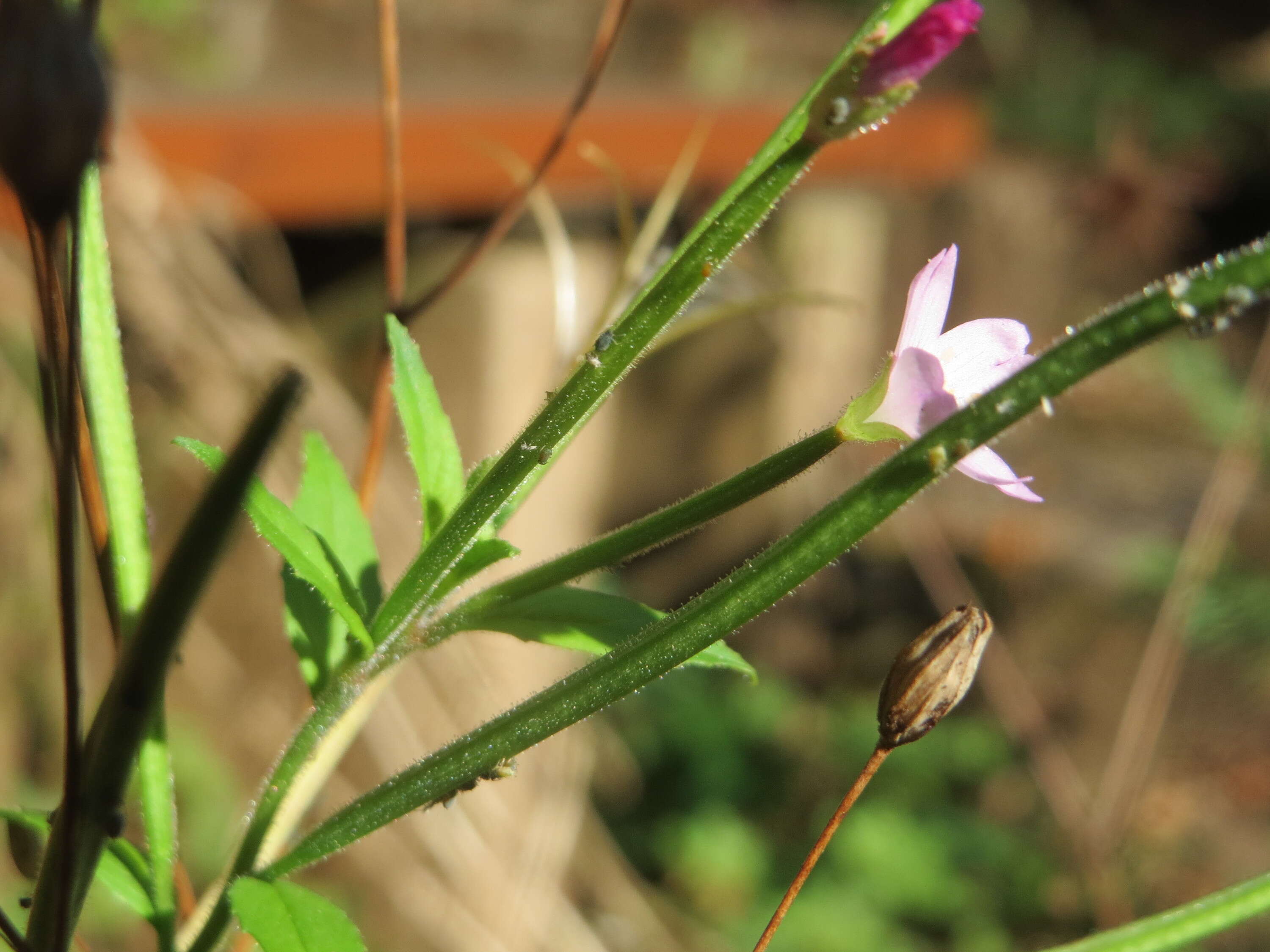 Imagem de Epilobium tetragonum L.