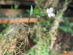 Imagem de Epilobium tetragonum L.