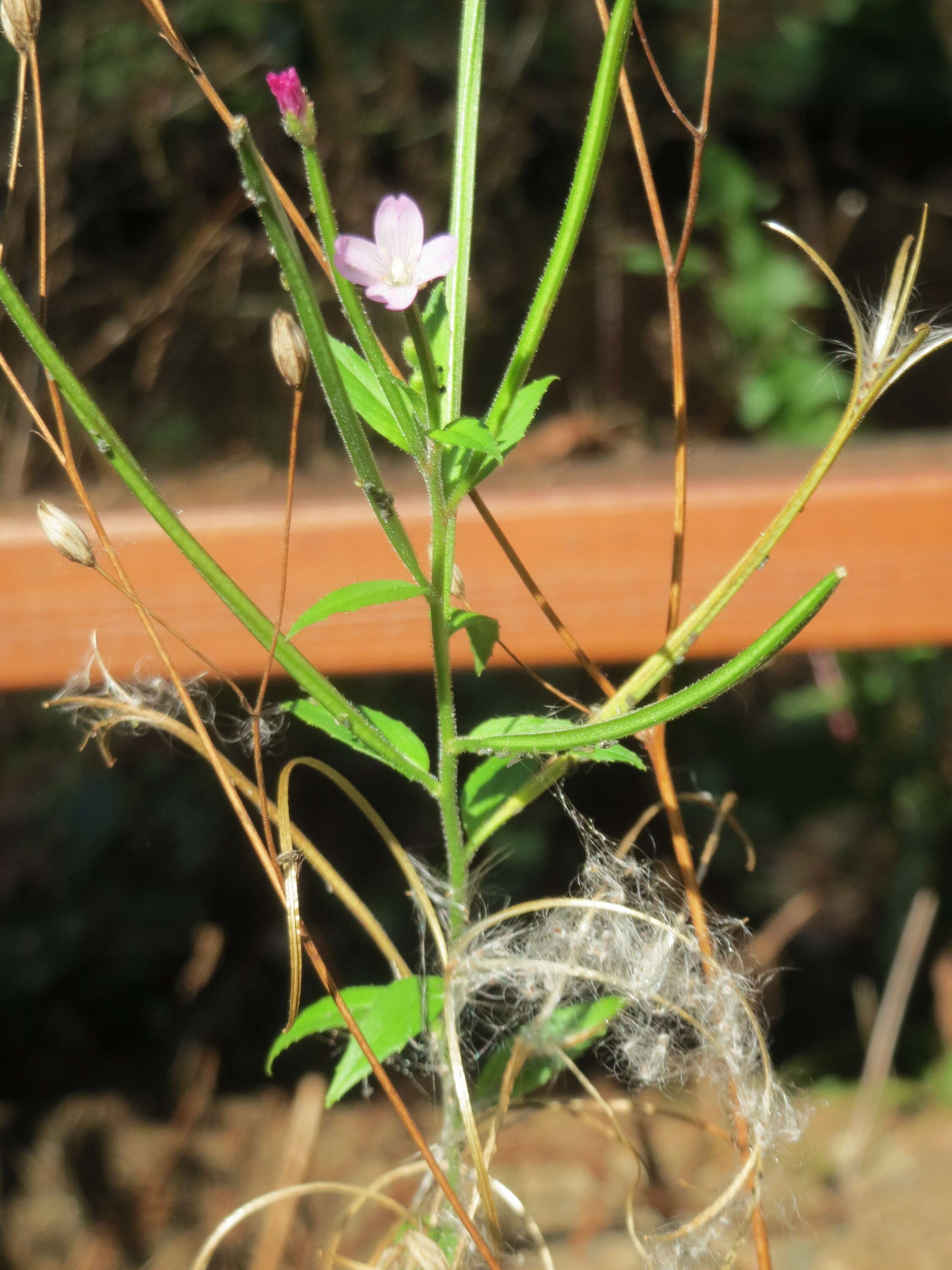 Imagem de Epilobium tetragonum L.