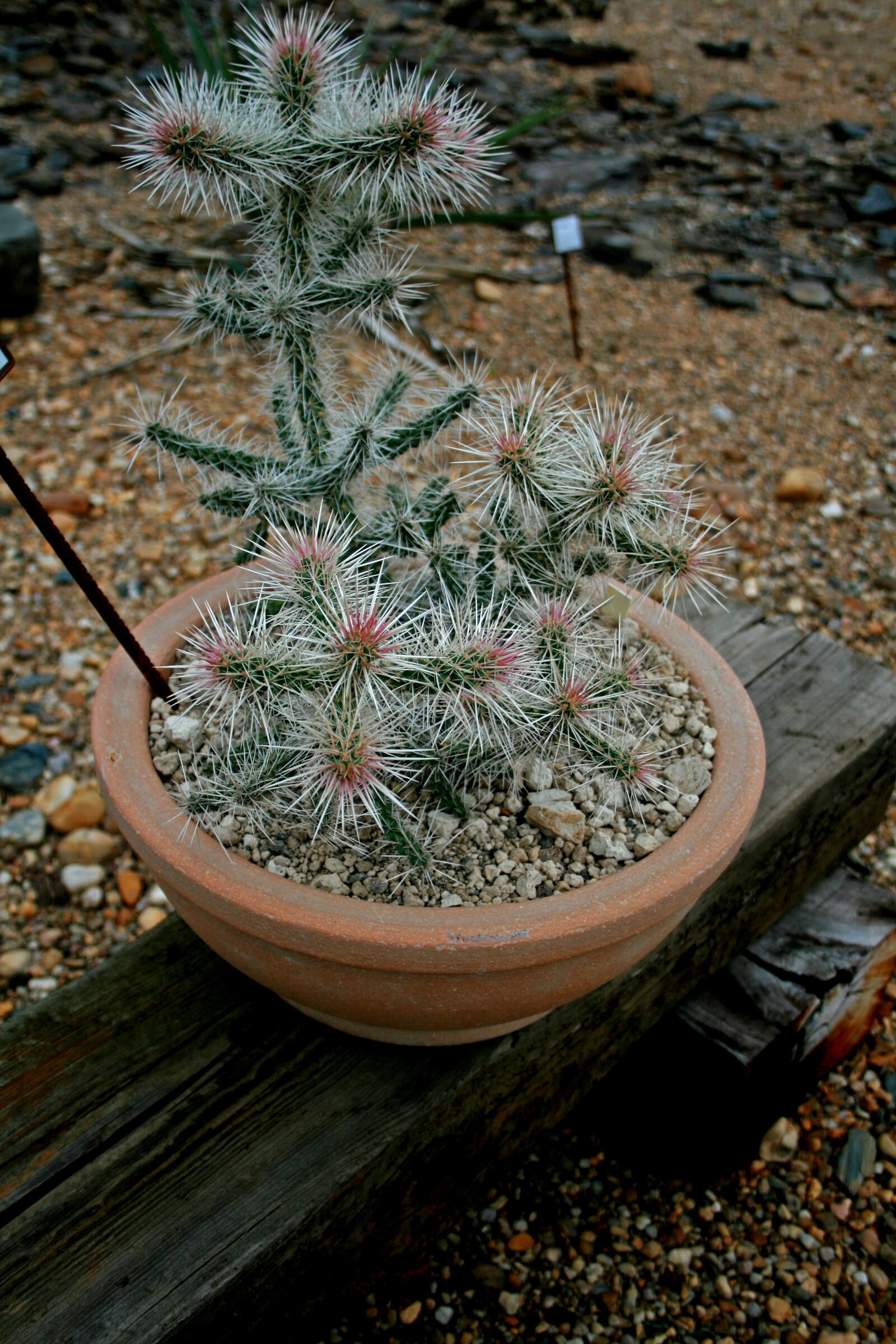 Image de Cylindropuntia whipplei (Engelm. & J. M. Bigelow) F. M. Knuth