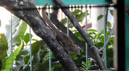 Image of Common Tree Shrew