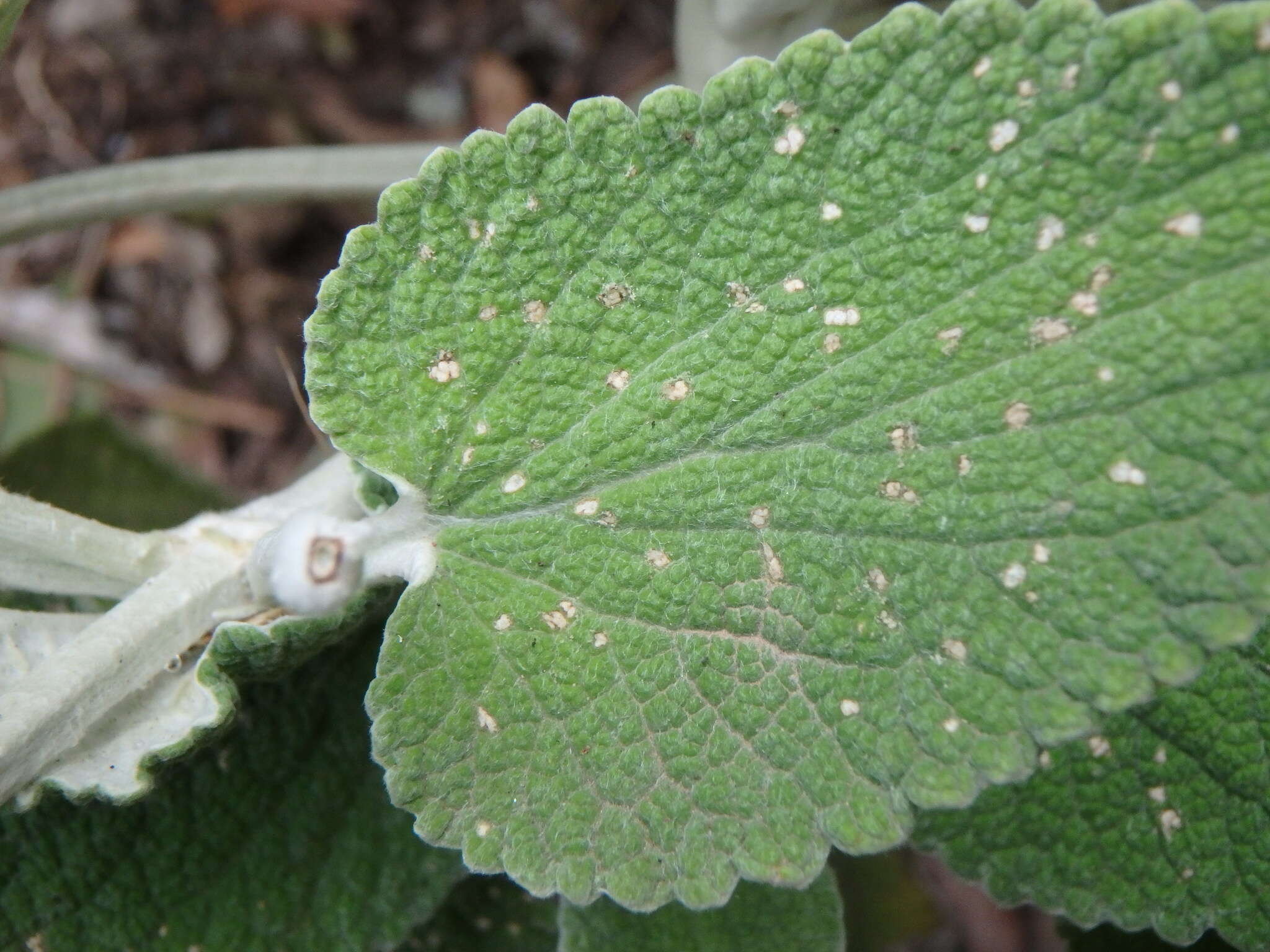 Слика од Sideritis macrostachyos Poir.