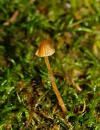 Image of Galerina hypnorum (Schrank) Kühner 1935