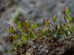 صورة Microbryum davallianum Zander 1993