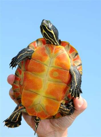 Image of American Red-bellied Turtle