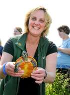 Image of American Red-bellied Turtle