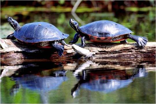 Image of American Red-bellied Turtle