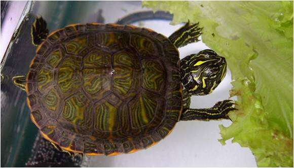 Image of American Red-bellied Turtle