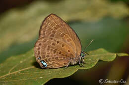 Plancia ëd Arhopala amphimuta (Felder & Felder 1860)