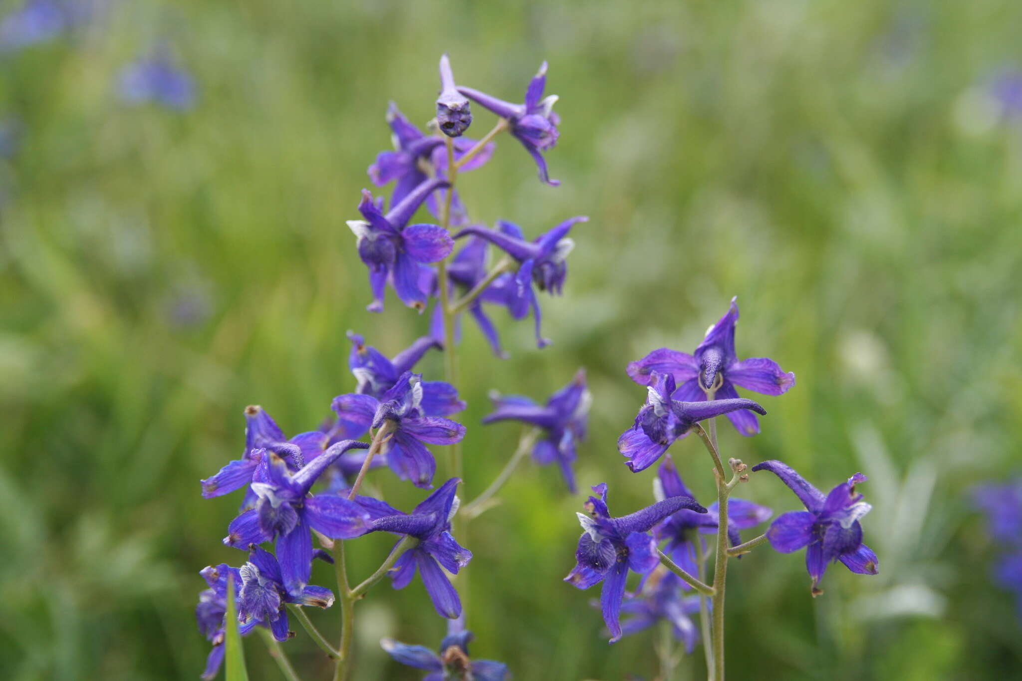 Image of twolobe larkspur