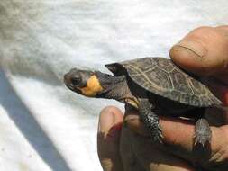 Image of Bog Turtle