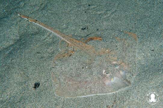 Image of Starry skate