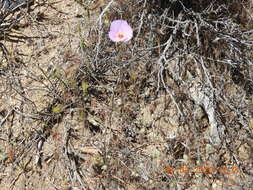 Image of Munz's mariposa lily