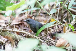 Image of Santa Marta Tapaculo