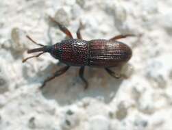 Image of Wheat weevil