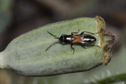 Image of Pterotmetus staphyliniformis (Schilling 1829)