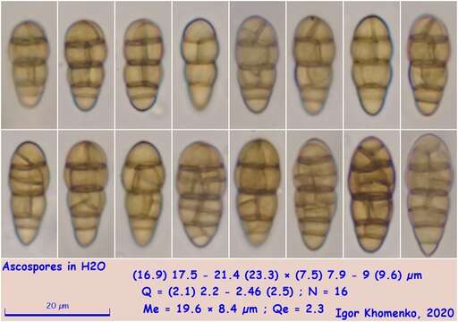 Image of Hysterobrevium mori (Schwein.) E. Boehm & C. L. Schoch 2010