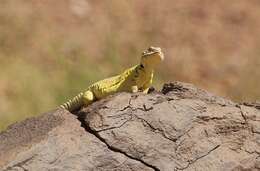 Image of Saharan spiny-tailed lizard