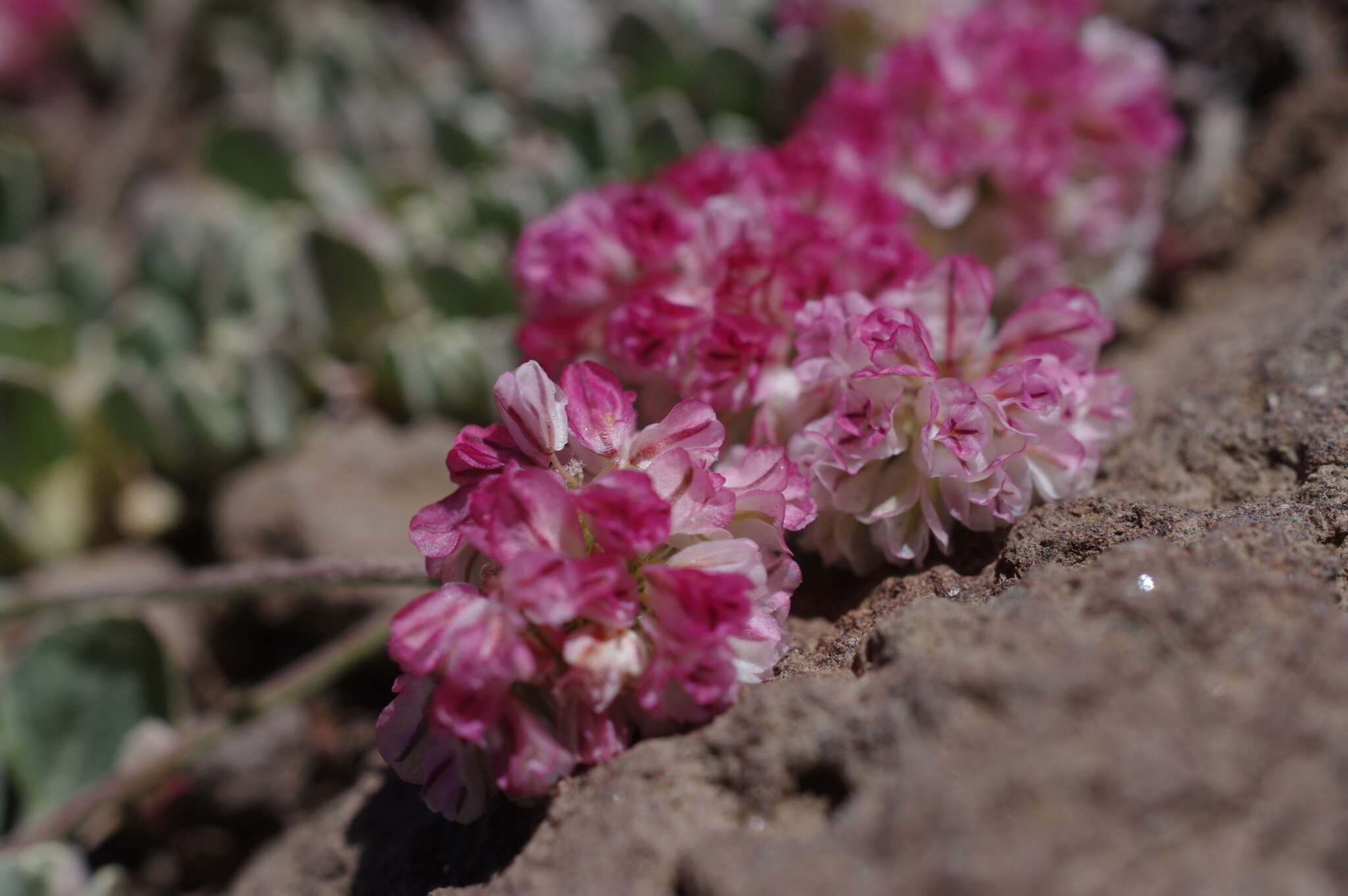 Image of Steens Mountain cushion buckwheat