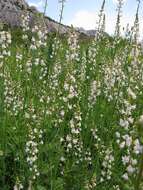 Image of Linaria microsepala A. Kerner