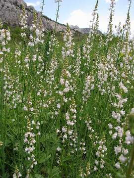 Image of Linaria microsepala A. Kerner