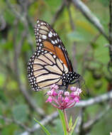 Image of swamp milkweed