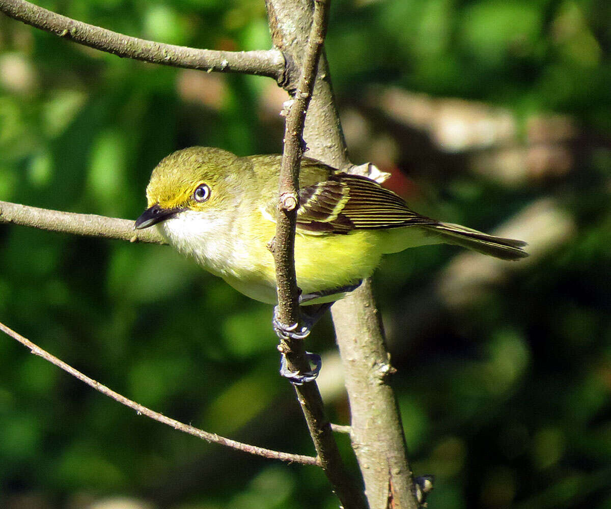 Слика од Vireo griseus (Boddaert 1783)