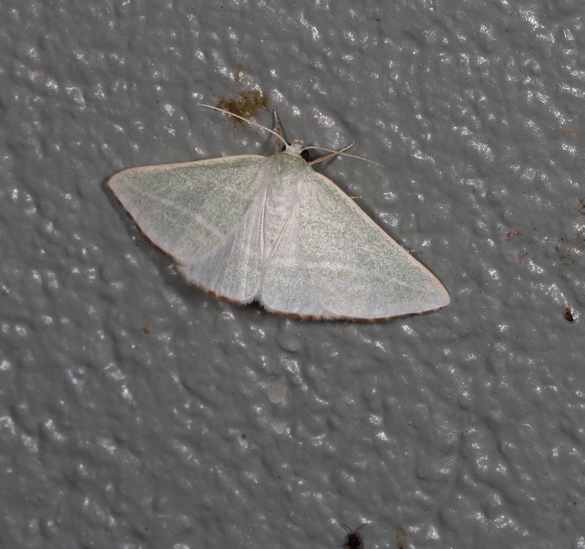 Image of Oenochroma infantilis Prout 1910