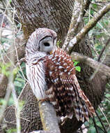 Image of Barred Owl