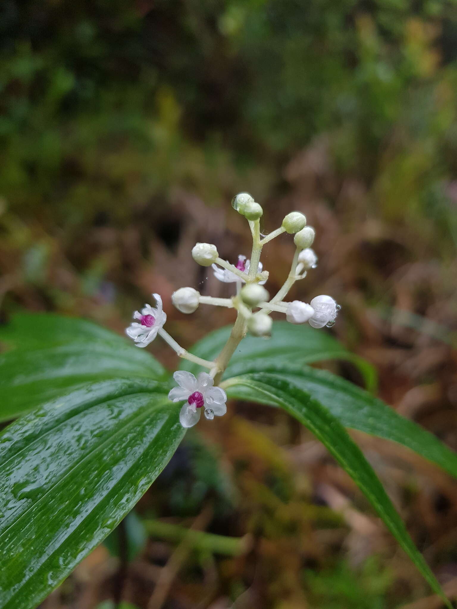 Image de Maianthemum paniculatum (M. Martens & Galeotti) La Frankie