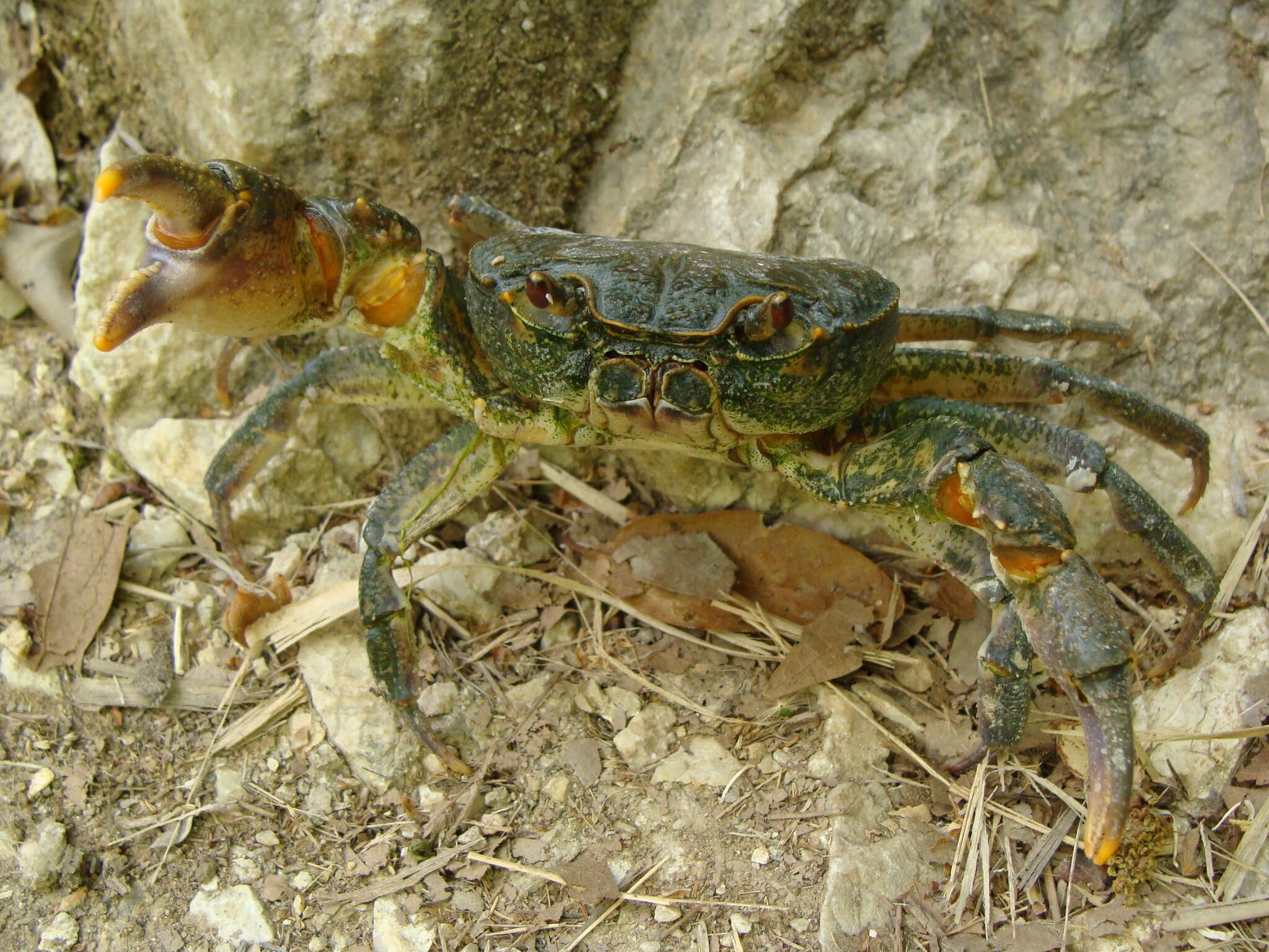 Image of Potamon pelops Jesse, Schubart & Klaus 2010