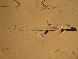 Image of Long-footed Lizard