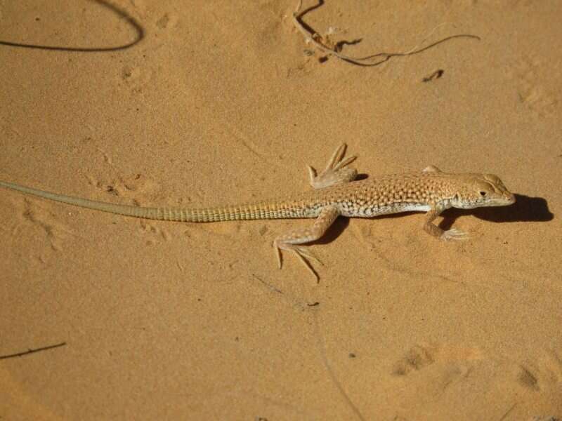 Image of Long-footed Lizard