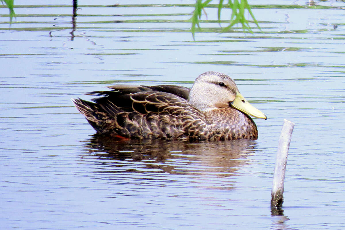 Image of Florida duck