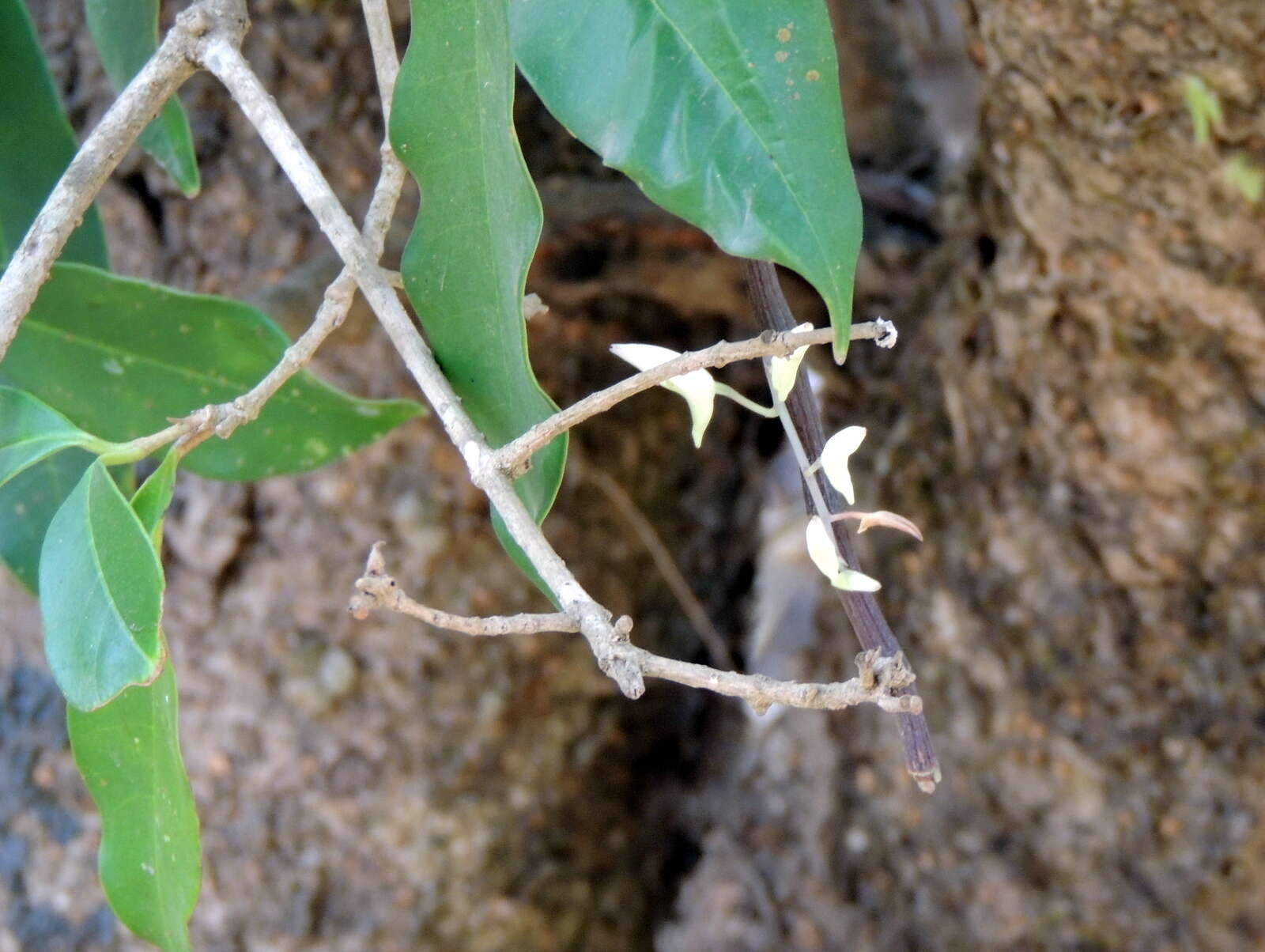 Image of Dendrobium barbatulum Lindl.