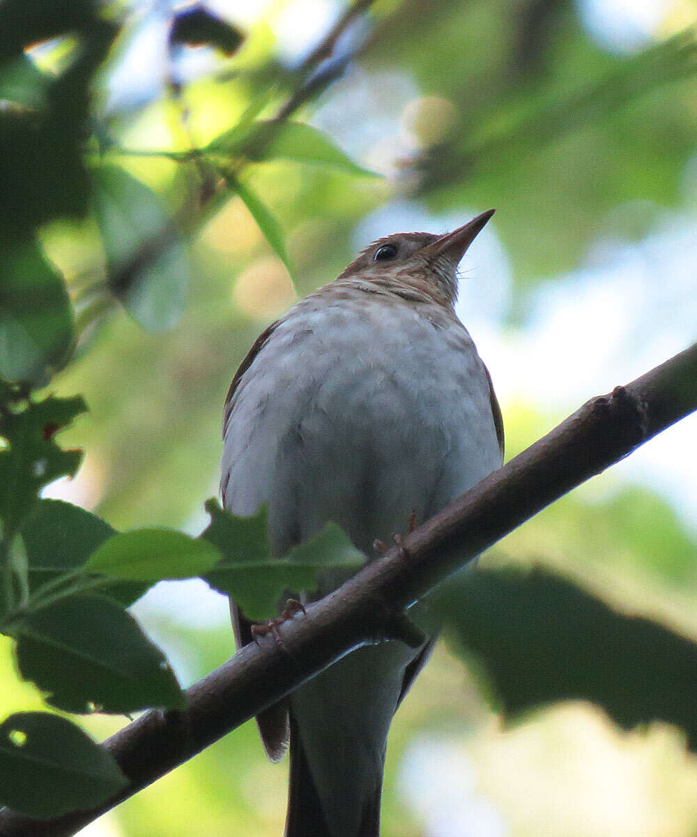 Image of Veery