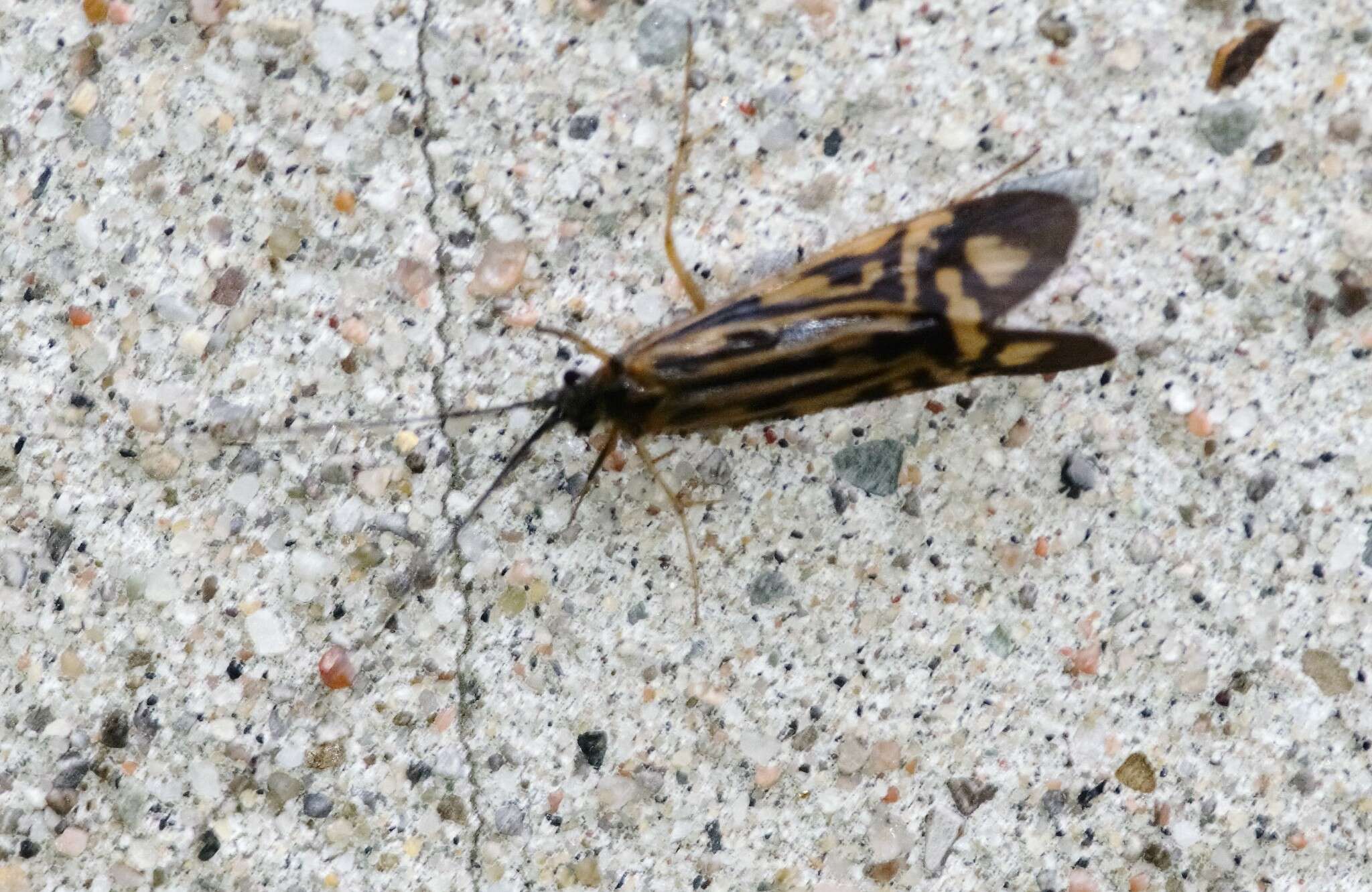 Image of Zebra Caddisfly