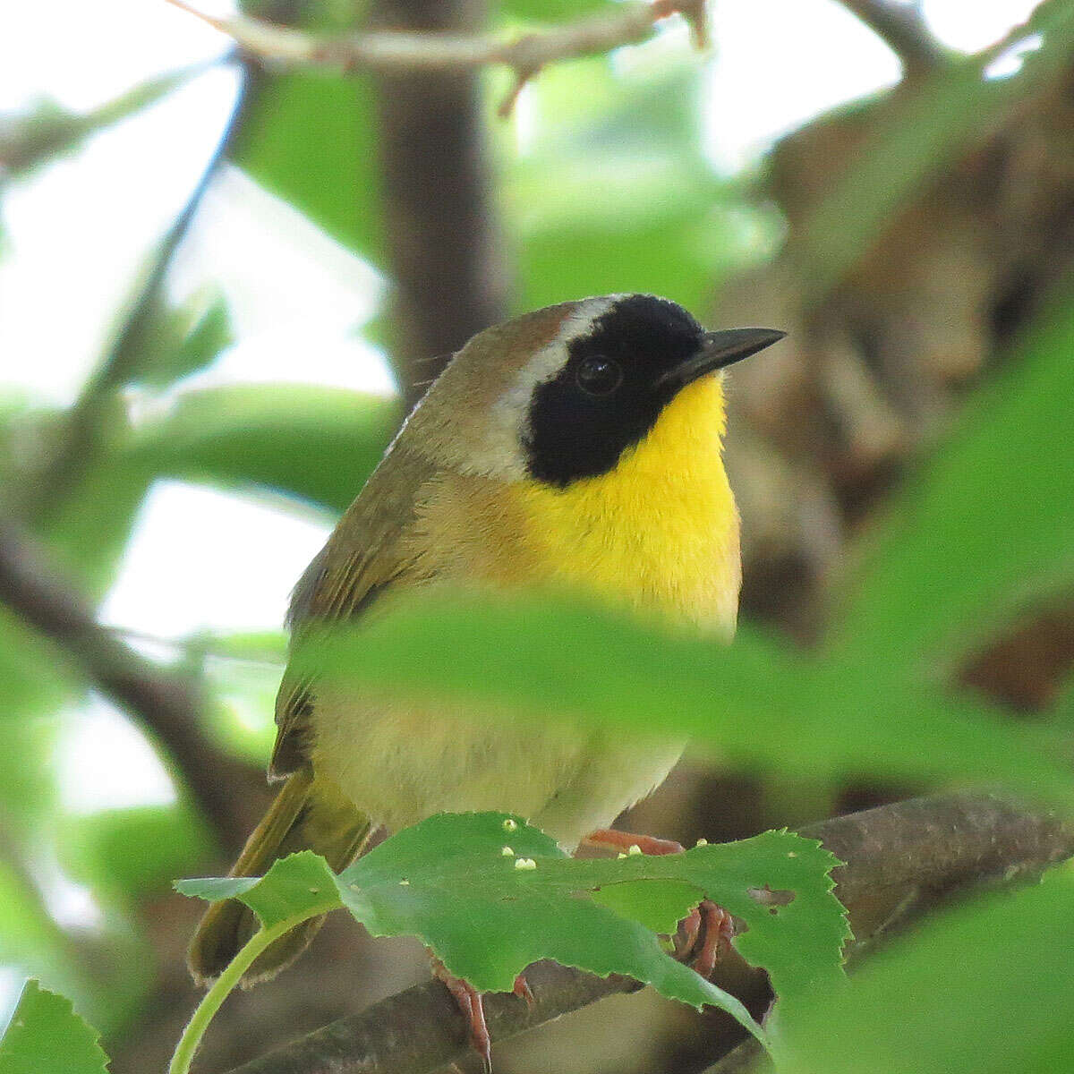 Geothlypis trichas (Linnaeus 1766) resmi