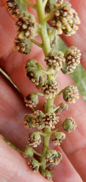 Image of skeletonleaf bur ragweed